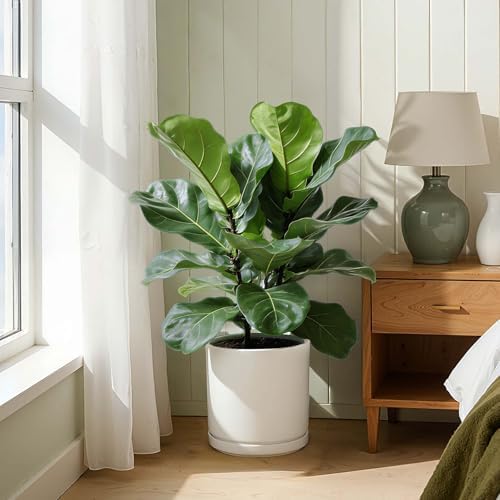 Kazeila 12 Inch Ceramic Planter Pot with Drainage Hole & Tray, Large Indoor Plant Pots, Modern Cylinder Flower Pot, Includes Mesh Net, Plug, Pads & 500g Clay Pebbles (White, 12 Inch) - Image 5