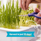 Back to the Roots Indoor Aquaponic Garden - 3 Gallon Self Watering, Mess-Free Planter and Self-Cleaning Fishtank for Herbs, Microgreens, Bamboo, Succulents, and Houseplants, support Fish - Image 4