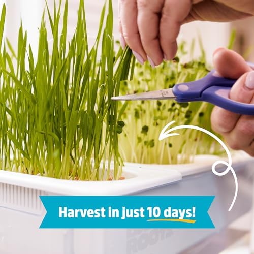 Back to the Roots Indoor Aquaponic Garden - 3 Gallon Self Watering, Mess-Free Planter and Self-Cleaning Fishtank for Herbs, Microgreens, Bamboo, Succulents, and Houseplants, support Fish - Image 4