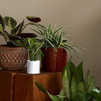 D'vine Dev 6-Pack White Plastic Planters with Saucers, 4.5 in, 74-Z-F-3 - Image 5