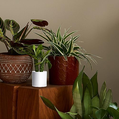 D'vine Dev 6-Pack White Plastic Planters with Saucers, 4.5 in, 74-Z-F-3 - Image 5