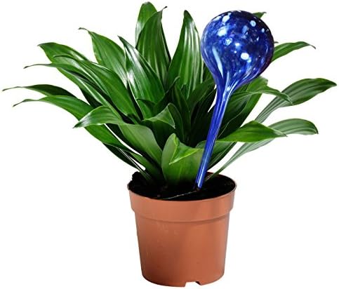 5 STAR SUPER DEALS Aqua Plant Watering Globes - Automatic Watering Ball Bulbs - Self Watering Plant Glass Bulbs System (16, Small) - Image 6