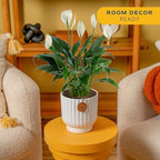 Costa Farms Peace Lily, Live Indoor Plant, Air Purifying, White Blooms - Image 2