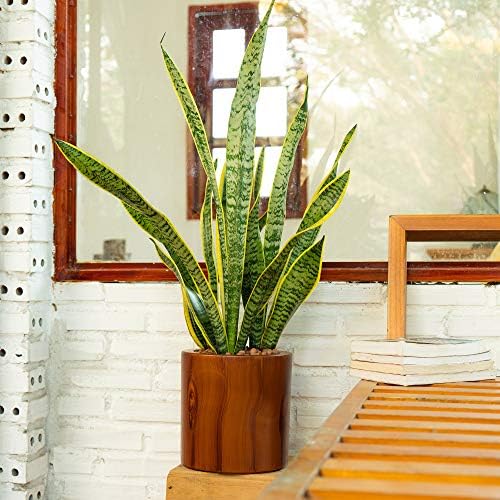 7.8 in Self-Watering Square Planter, 8 Inch, Dark Brown - Image 3