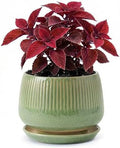 7.5 Inch Ceramic Planter with Saucer,Modern Garden Pots with Drainage Hole Mesh Net, for Indoor Outdoor Use (Crackle Green) by Unknown