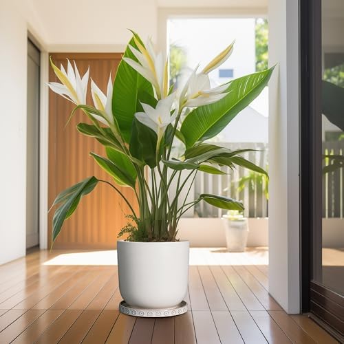 Eightpot Plant Drip Tray - Ceramic Plant Saucer for Outdoors 9.3 Inch Plant Tray for Indoors No Holes Plant Pot Saucer Plant Dishes to Catch Water Round Plant Drainage Trays, Cream White - Image 6