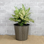 2-Pack Self-Watering Wicker Planters, 13.4 Inch, Gray - Image 3