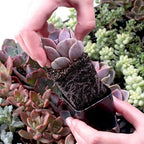 Mountain Crest Gardens Ultimate Succulent Variety Pack - 50 Unique Live Plants, Many Types, Rooted in 2 inch Pots - Indoor/Outdoor Real Succulents for Garden Decor, Favors, DIY Arrangements - Image 4
