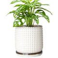 D'vine Dev Beaded Ceramic Pot with Saucer, 6 in, Smoked White, 27-C-X-1 by DvineDevPlanterPotsandStand