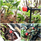 Adjustable Irrigation Drippers 100-1000pcs Water Dropper Adjustable Flow Head Drippers Portable Emitter Dripper Micro Drip Irrigation Sprinklers(1000PCS) - Image 6