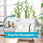 Back to the Roots Indoor Aquaponic Garden - 3 Gallon Self Watering, Mess-Free Planter and Self-Cleaning Fishtank for Herbs, Microgreens, Bamboo, Succulents, and Houseplants, support Fish - Image 3