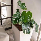 XBrand Modern 30-Inch Tall Square Planter, Tapered Design for Indoor & Outdoor Use, Patio Decor, Set of 2, White - Image 6