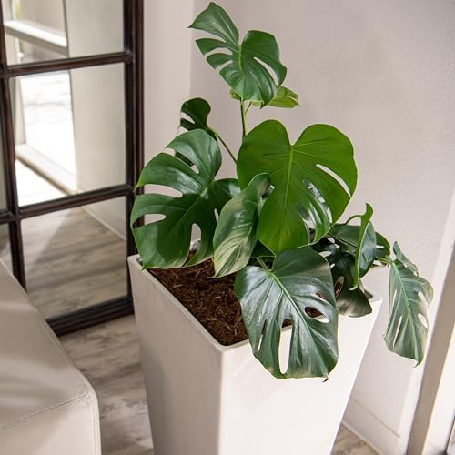 XBrand Modern 30-Inch Tall Square Planter, Tapered Design for Indoor & Outdoor Use, Patio Decor, Set of 2, White - Image 6