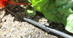 DripWorks 1/4" Soaker Dripline, Drip Irrigation Emitter Tubing, Low-Density Polyethylene (LDPE) (6" Spacing, 500 ft) - Image 2