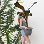 Bloem Ariana 12" Plastic Self-Watering Planter, Charcoal, 2-Pack - Image 2