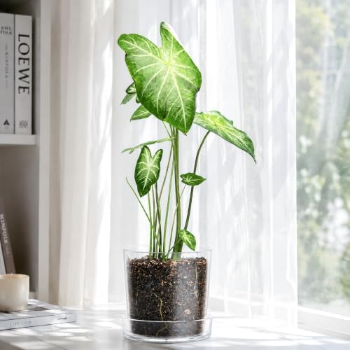 Phoenix Vine 8 Inch Clear Acrylic Planter Pot with Tray, Orchid Pot with Drainage Holes, Deep Saucer for Bottom Watering, Transparent Containers for Indoor Plants, Herbs, Set of 2, 91-A-G-2 - Image 7