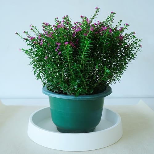 Plant Saucer Tray for Ceramic Plastic Pots, 20 inch Plant Saucers for Indoors, Pot Saucers Trays, Bird Bath Bowls, Flower Planter Water Drip Trays for Pots Base (20", White) - Image 5