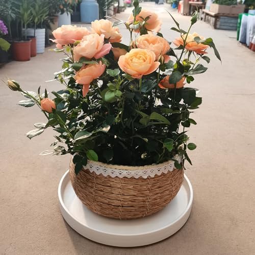 Plant Saucer for Indoors - 12 Inch Ceramic Plant Saucer Plant Water Catcher Tray Plant Pot Saucer Plant Drainage Tray, Durable Sturdy Flower Pot Saucers (Frosted White) - Image 6