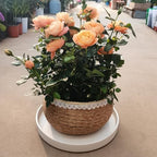 Plant Saucer for Indoors - 12 Inch Ceramic Plant Saucer Plant Water Catcher Tray Plant Pot Saucer Plant Drainage Tray, Durable Sturdy Flower Pot Saucers (Frosted White) - Image 6