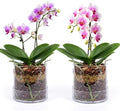 2 Pcs 4 Inch Clear Acrylic Orchid Planter Pot with 360° Round Holes & Tray by Yiyiring