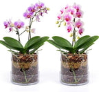 2 Pcs 4 Inch Clear Acrylic Orchid Planter Pot with 360° Round Holes & Tray by Yiyiring