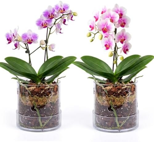 2 Pcs 4 Inch Clear Acrylic Orchid Planter Pot with 360° Round Holes & Tray by Yiyiring