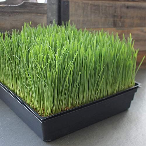 10" x 10" Garden Growing Trays with Drain Holes - 10-pack Recyclable Plastic Plant Trays for Wheatgrass Sprouting Tray, Microgreens Growing Trays, Hydroponic Trays, Nursery Flats, Greenhouse Supplies - Image 3