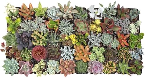 Mountain Crest Gardens Ultimate Succulent Variety Pack - 50 Unique Live Plants, Many Types, Rooted in 2 inch Pots - Indoor/Outdoor Real Succulents for Garden Decor, Favors, DIY Arrangements by MountainCrestGardens