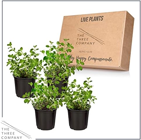 The Three Company Herb - Live Aromatic Herb, Oregano (4 Pack) - Image 5