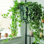 Curtis Wagner 10" Clear Hanging Basket Drip Pan Saucer (15-Pack) - Image 4