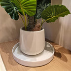 Ceramic Plant Saucer Pot Tray 14.5 Inch, Frosted White Planter Saucers 5 7 9 10 12 15 Inch for Indoors Outdoor, Flower Pot Saucers for Holding Water Drips and Soil - Image 6