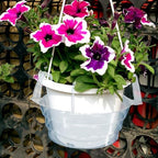 8-10-12" 12-Pack Clear Hanging Plant Basket Drip Pans Water Catcher Tray - Image 7