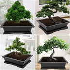 GROWNEER 3 Packs 18 Inch Large Bonsai Training Pots with Drainage Trays - Image 6