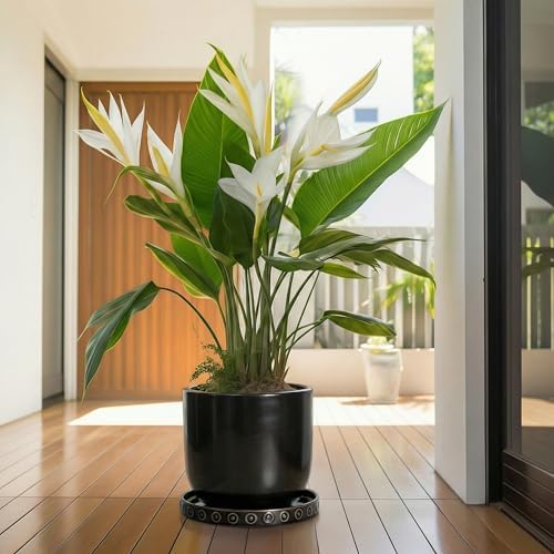 Eightpot 11.4 Inch Plant Pot Saucers, Plant Drip Trays for Indoor Outdoors, Round Ceramic Plant Saucer, Modern Plants Plates to Catch Water, Decorative Plants Dishes to Catch Water, Black - Image 6