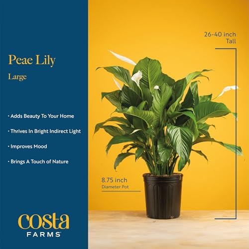 Costa Farms Peace Lily, Live Indoor Plant, Air Purifying, White Flowers - Image 4