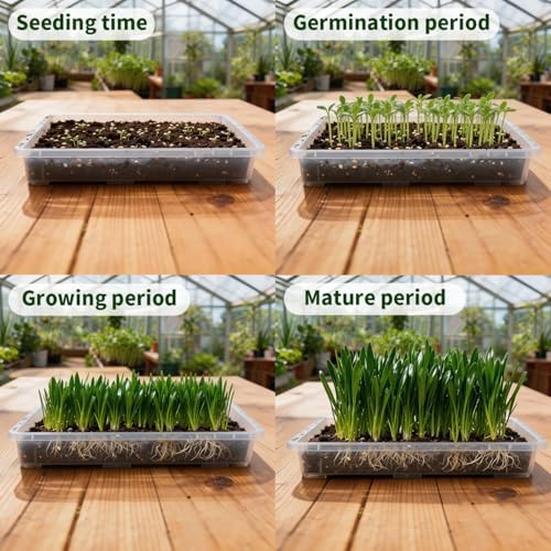 RooTrimmer 1020 Nursery Pot Trays 5 Pack, Transparent Plastic Flat Seed Starter Tray, Durable Square Seedling Starting Tray for Holding and Carrying Plant Pots (Clear) - Image 5