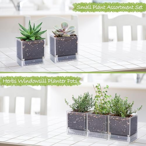 D'vine Dev 3-Pack Acrylic Herb Planter Pots, 4 in, Clear, 76-Y-D-1 - Image 3