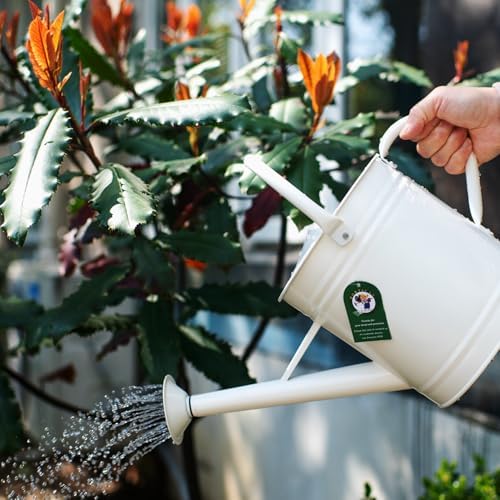 1 Gallon Matte Cream Metal Watering Can, Removable Spout - Image 3