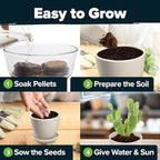 HOME GROWN Succulent & Cactus Seed Starter Kit, DIY Gardening Gift - Image 5