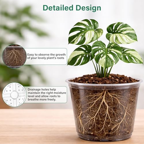 Bluepro Clear Nursery Pots with Drainage, 3.5/4/5/6/8 Inch, 20-Pack - Image 3