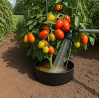 Planting Grow Rings 10 Pack – Interlocking Garden Plant Rings | Garden Rings for Plants Support and Soil Moisture Retention – Planting Rings for Outdoor Plants | Made in USA - Image 5