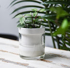 Phoenix Vine 4 Inch Self Watering Planter, White Terracotta Clay Pot with Glass Reservoir for Indoor Plants, Herbs, Flowers, Set of 3, 52-B-E-3 - Image 2
