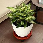 10 Packs Large Plant Caddy with Wheels 13" Rolling Plant Stands Heavy-duty Plastic Plant Roller Base Pot Movers Plant Saucer on Wheels Indoor Outdoor Plant Dolly with Casters Planter Tray Rust Red - Image 4