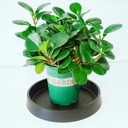 Plant Saucer Tray for Ceramic Plastic Pots, 20 inch Plant Saucers for Indoors, Pot Saucers Trays, Bird Bath Bowls, Flower Planter Water Drip Trays for Pots Base (20", Black) - Image 5
