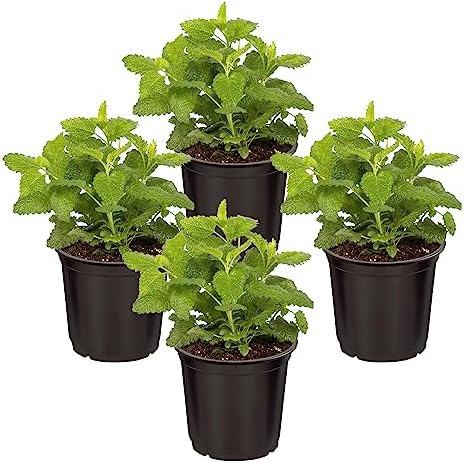 The Three Company Herb - Live Aromatic Herb, Lemon Balm (6 Pack) by TheThreeCompany