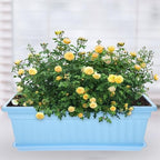 4 Pack Rectangular Window Box Planters with Tray and Drainage - Image 6