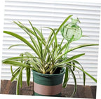 ORFOFE Cactus Shape Plant Watering Bulb 4 Pack High Borosilicate Glass - Image 4
