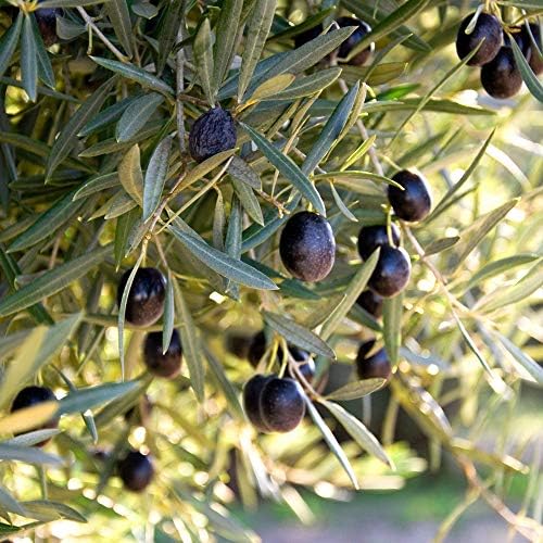 Perfect Plants Arbequina Olive Tree, 2-3 ft, Patio or Landscape - Image 5