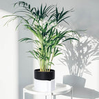 8 Inch Self-Watering Planter Pot with Terracotta Insert, Deep Water Reservoir, and Ceramic-Alike BPA-Free Plastic Planter Pot for Plant, Modern Planter for Houseplants, White/Black, 53-B-T-4 - Image 7