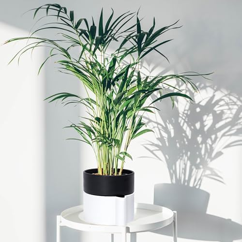 8 Inch Self-Watering Planter Pot with Terracotta Insert, Deep Water Reservoir, and Ceramic-Alike BPA-Free Plastic Planter Pot for Plant, Modern Planter for Houseplants, White/Black, 53-B-T-4 - Image 7